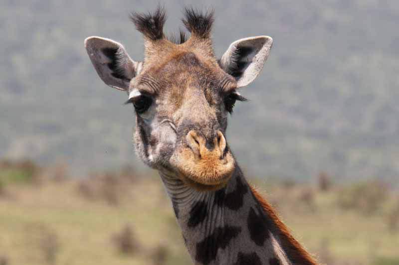 Giraffe