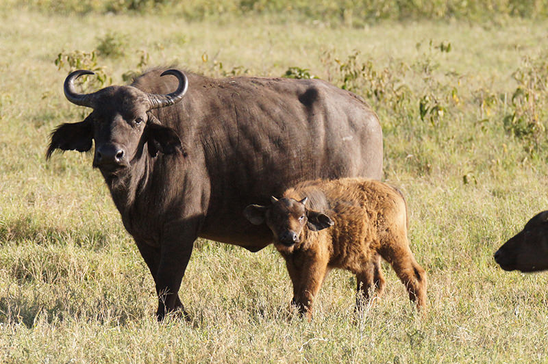 Cape Buffalo - one of the big five