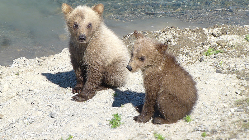 Katmai National Park, Brooks Lodge