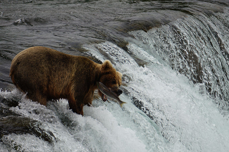 Brooks Falls, Katmai National Park