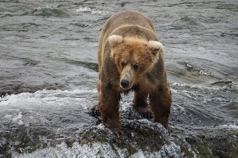 Katmai National Park