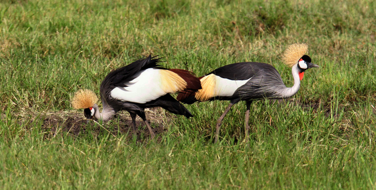 Gray crowned crane