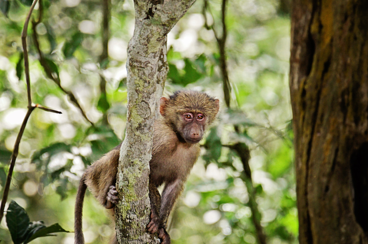 Baby Baboon