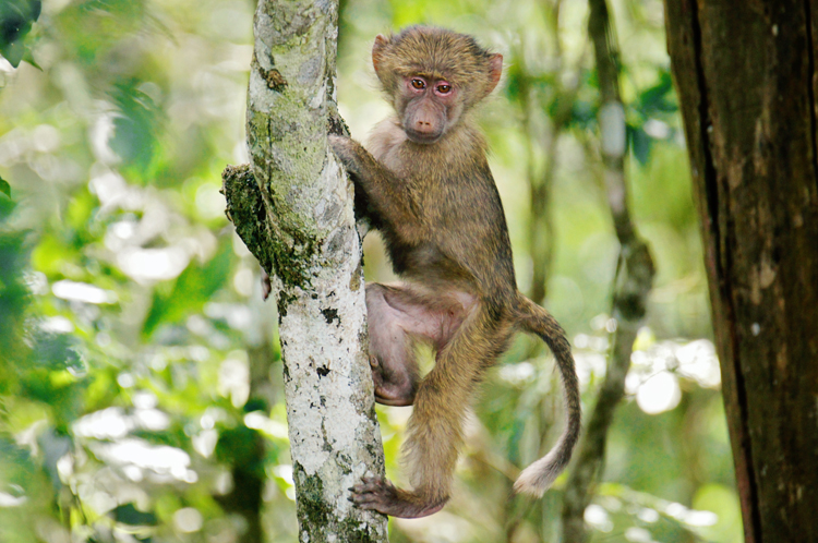 Baby Baboon