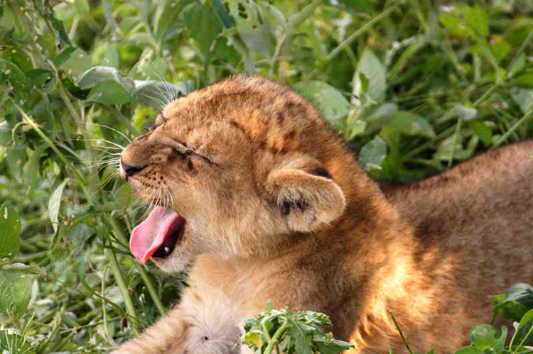Lion cub yawning