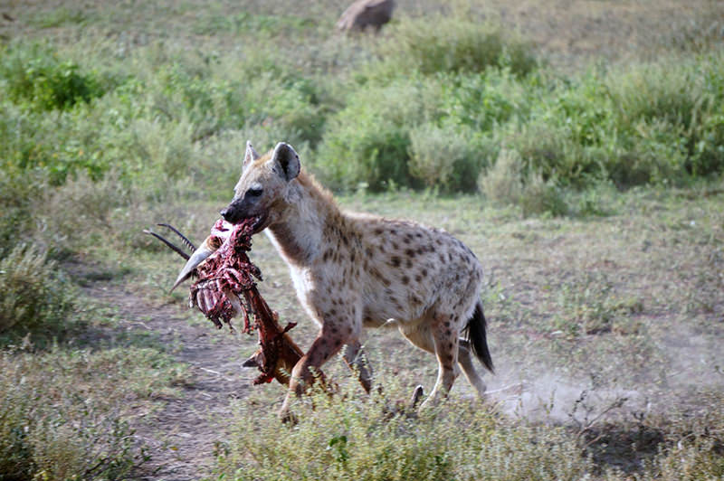 Hyena