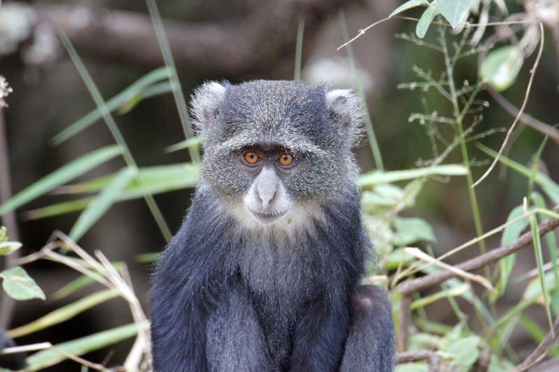 Blue Monkey - Arusha National Park