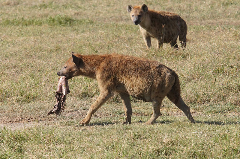 Hyena