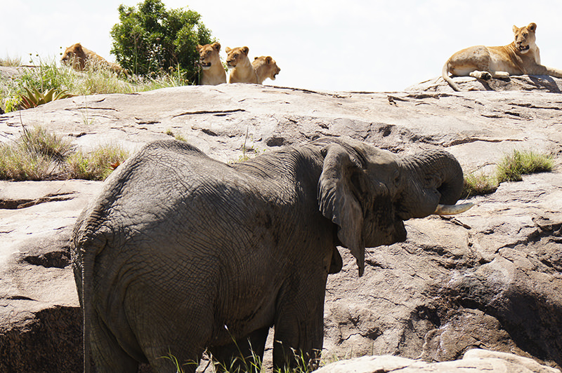 Elephant's chasing lions off Kopi