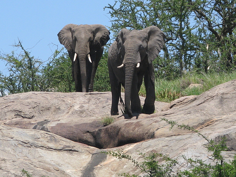 Serengeti Kopi