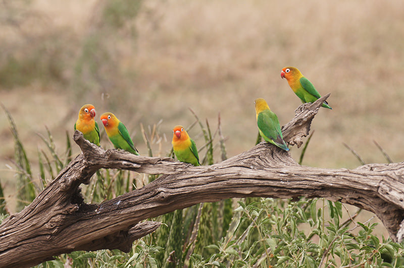 Yellow-Collard Lovebird