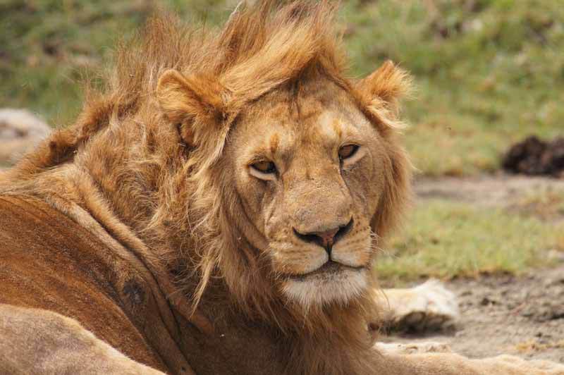 Lion having a bad hair day