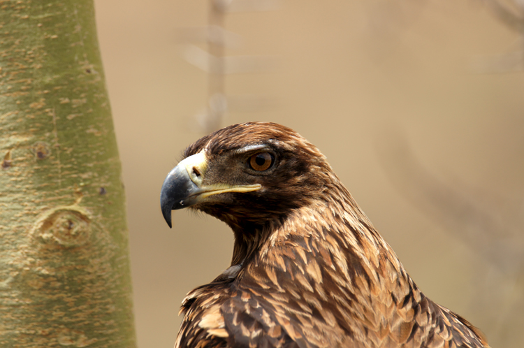 Golden Eagle