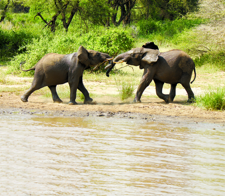 Elephants Playing - Lake Manyara