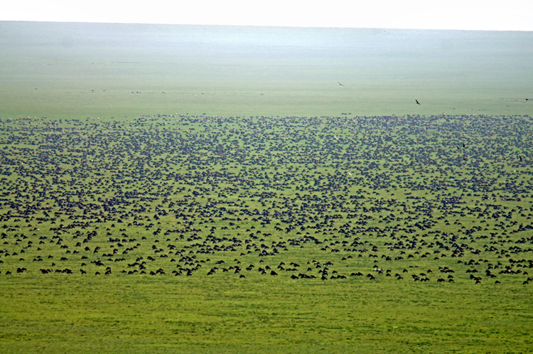 Endless Wildebeest Migration