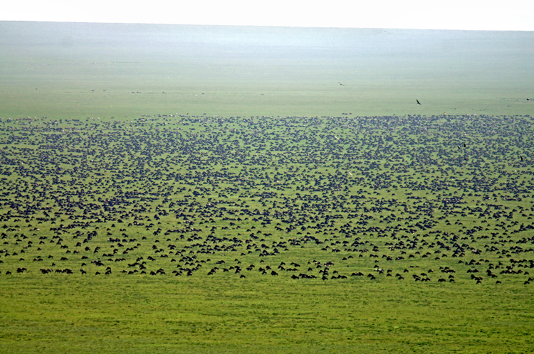 Endless Wildebeest Migration