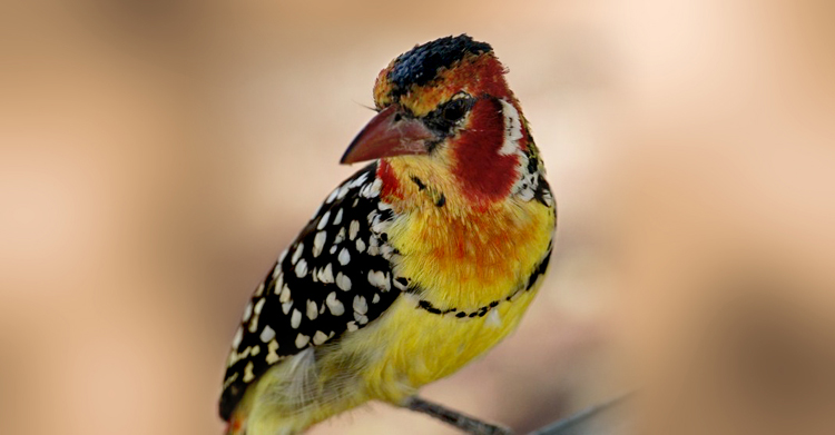 Crested Barbet