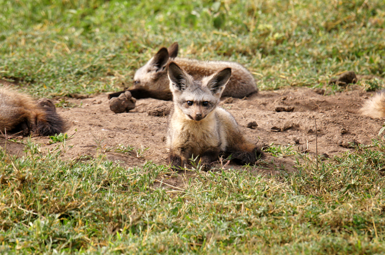 Bat-eared fox