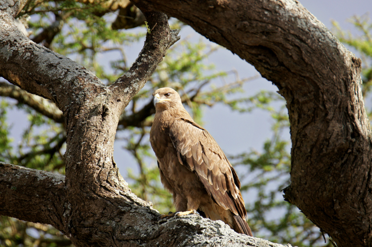 Golden Eagle