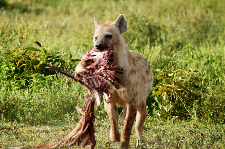 Hyena