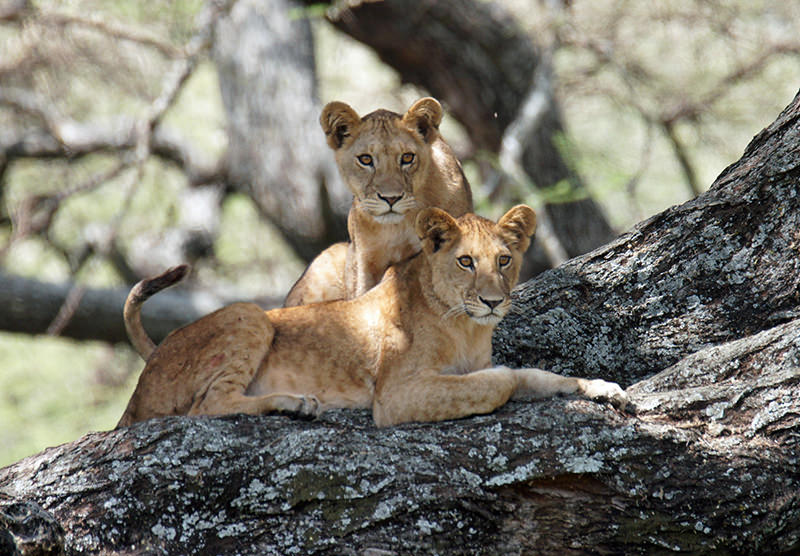 Lions - Lake Manyara