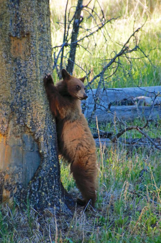 Yellowstone National Park