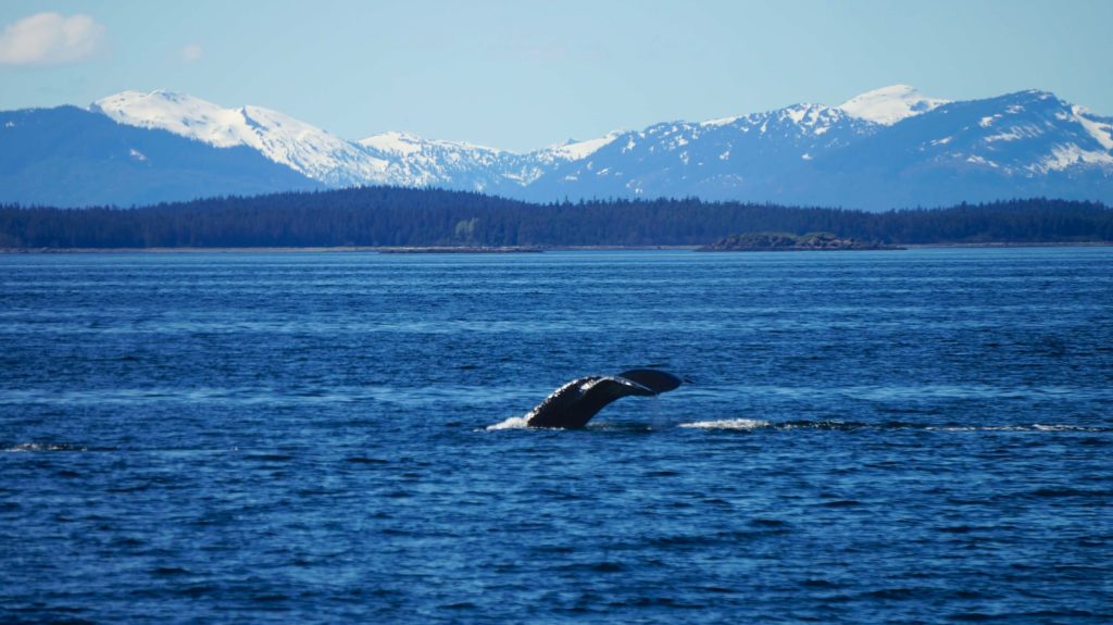 Whale in Juneau